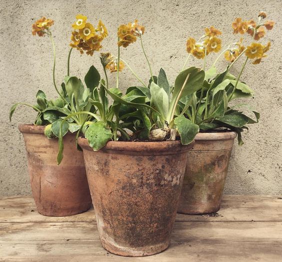 Terracotta Pots - @tradchap - Directorio Deco by Gloria Gonzalez