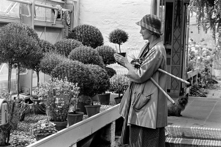 Bunny Mellon in May 1982. She cultivated miniature topiaries, grown from rosemary, myrtlr, thyme and santolina setting off a National Trend. Fred Conran Photography. New York Times.
