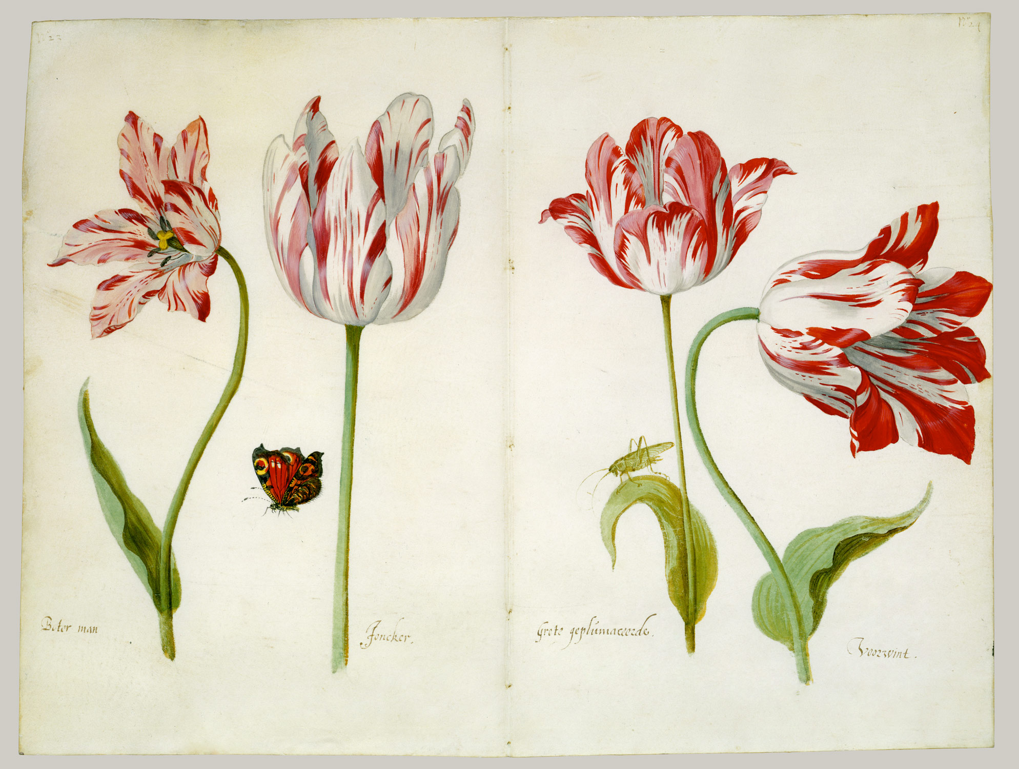 Jacob Marrel, Four Tulips: Boter man (Butter Man), Joncker (Nobleman), Grote geplumaceerde (The Great Plumed One), and Voorwint (With the Wind), ca. 1635–45. Met Museum.