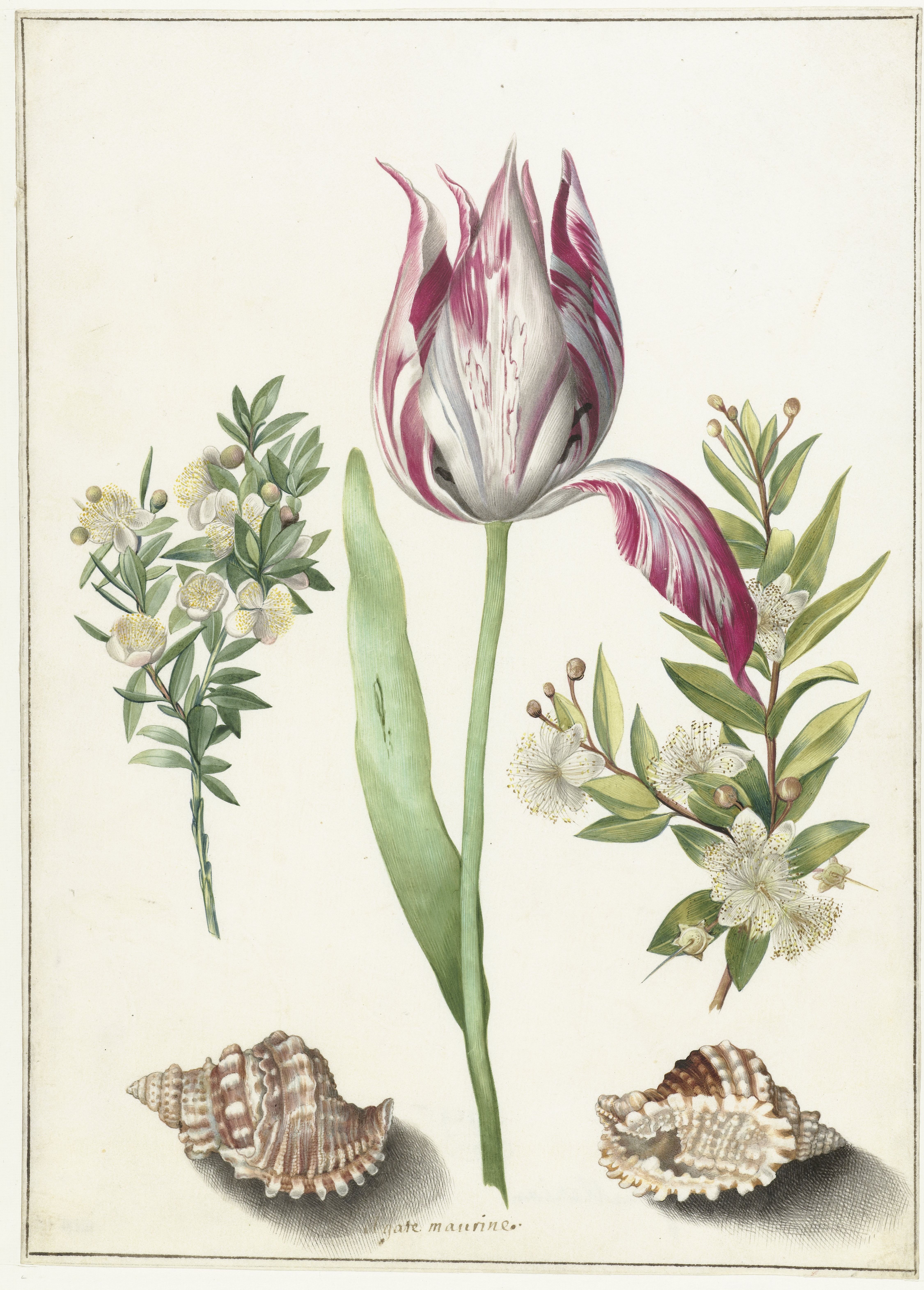 Tulip, two Branches of Myrtle and two Shells, Maria Sibylla Merian (attributed to) c. 1700. Rijksmuseum
