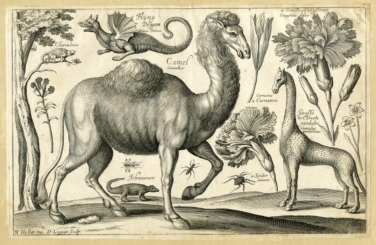 A camel, giraffe, chameleon in a tree, flying dragon, ichneumon, spider, and various insects and flowers, including a carnation. 1663 Engraving