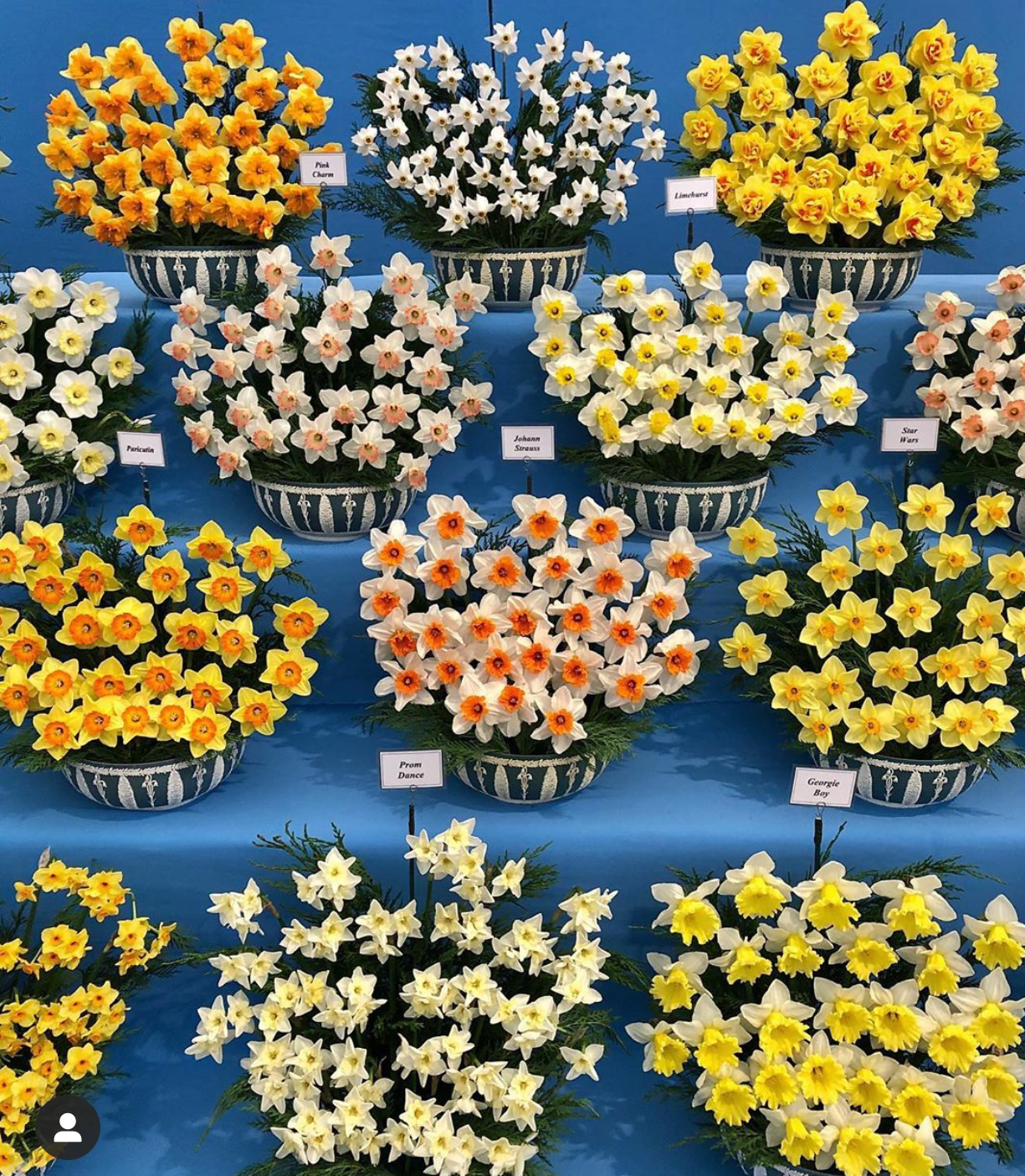 Daffodils at Chelsea Flower Show