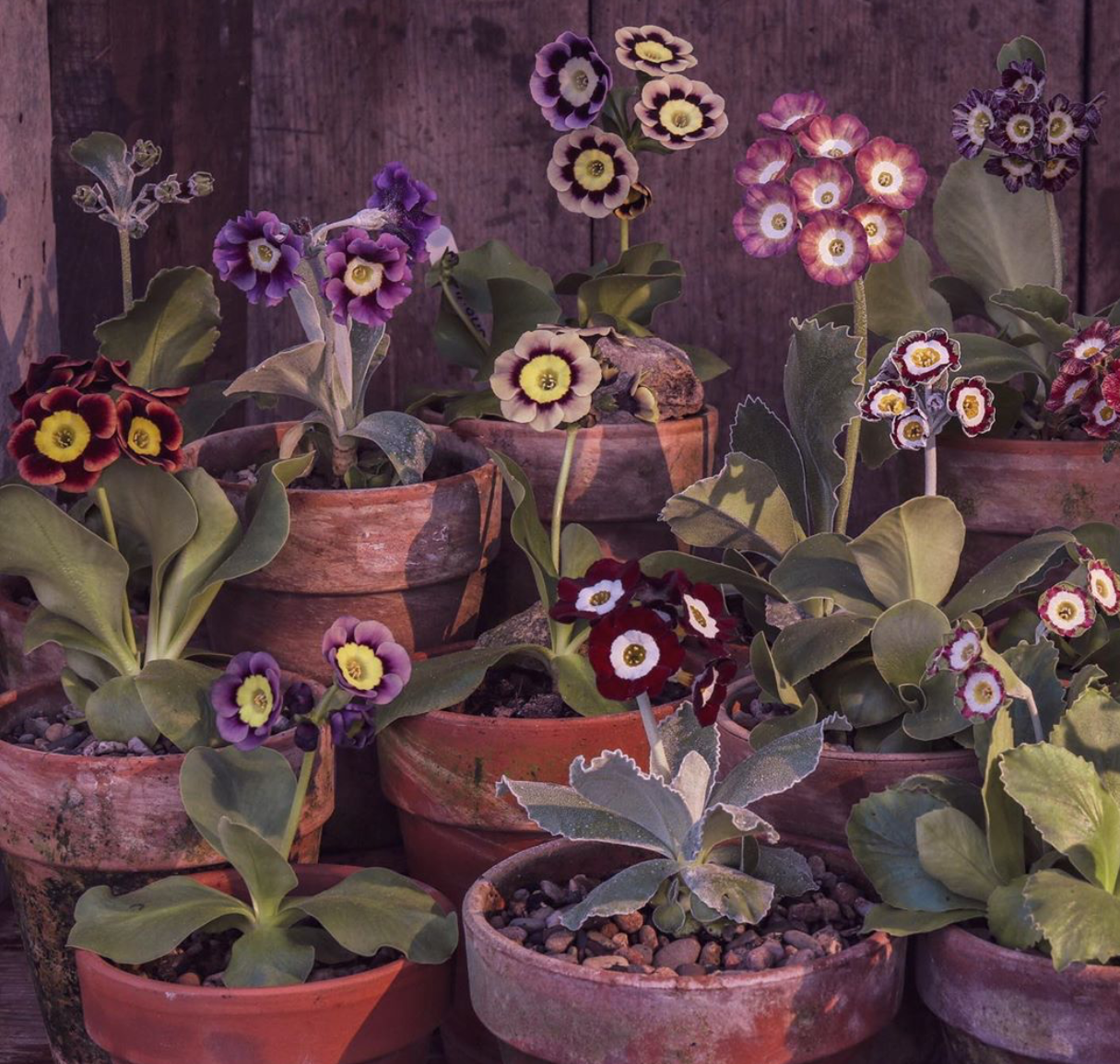 Auricula garden