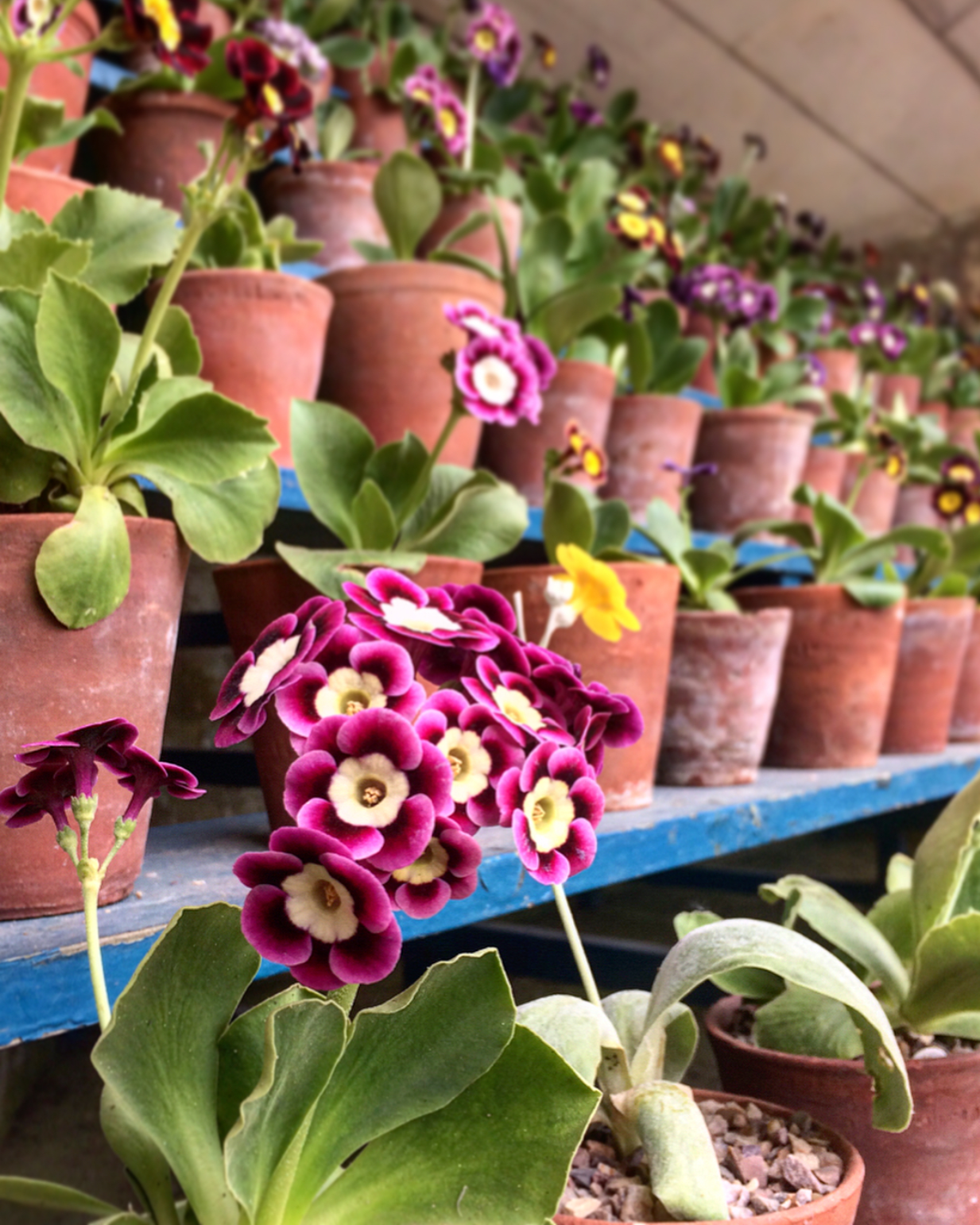 Calke Abbey Auricula