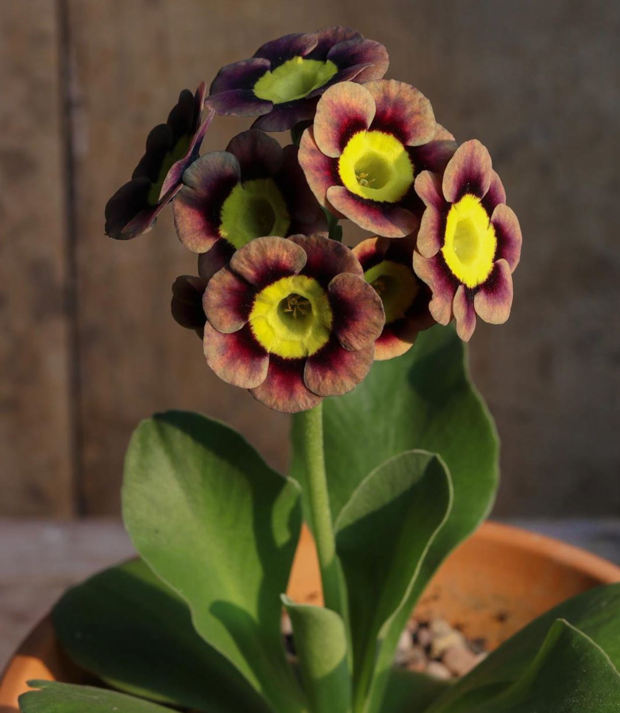 Auricula garden