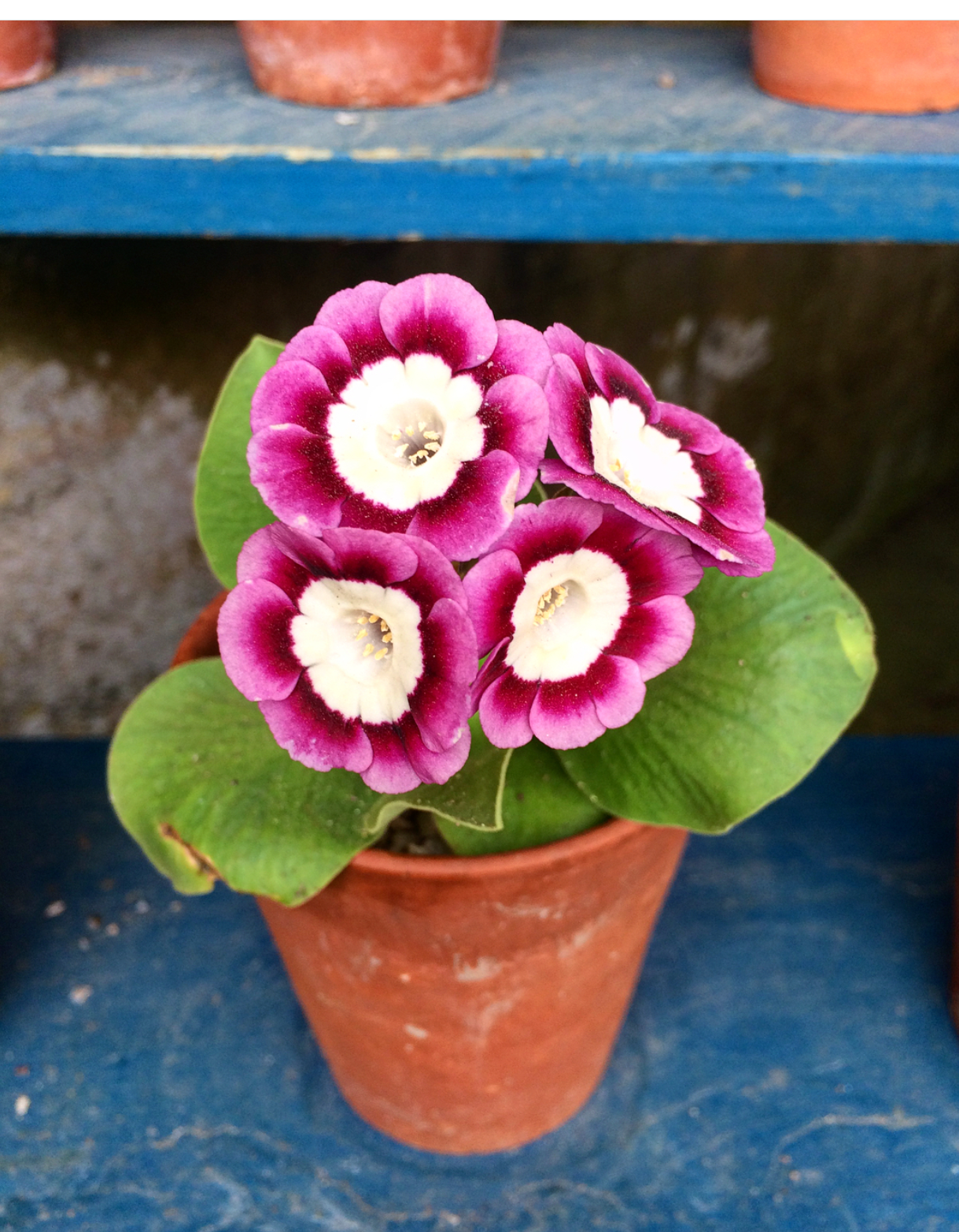 Calke Abbey Auricula