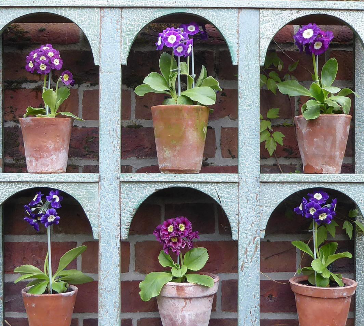 Auricula Theatre