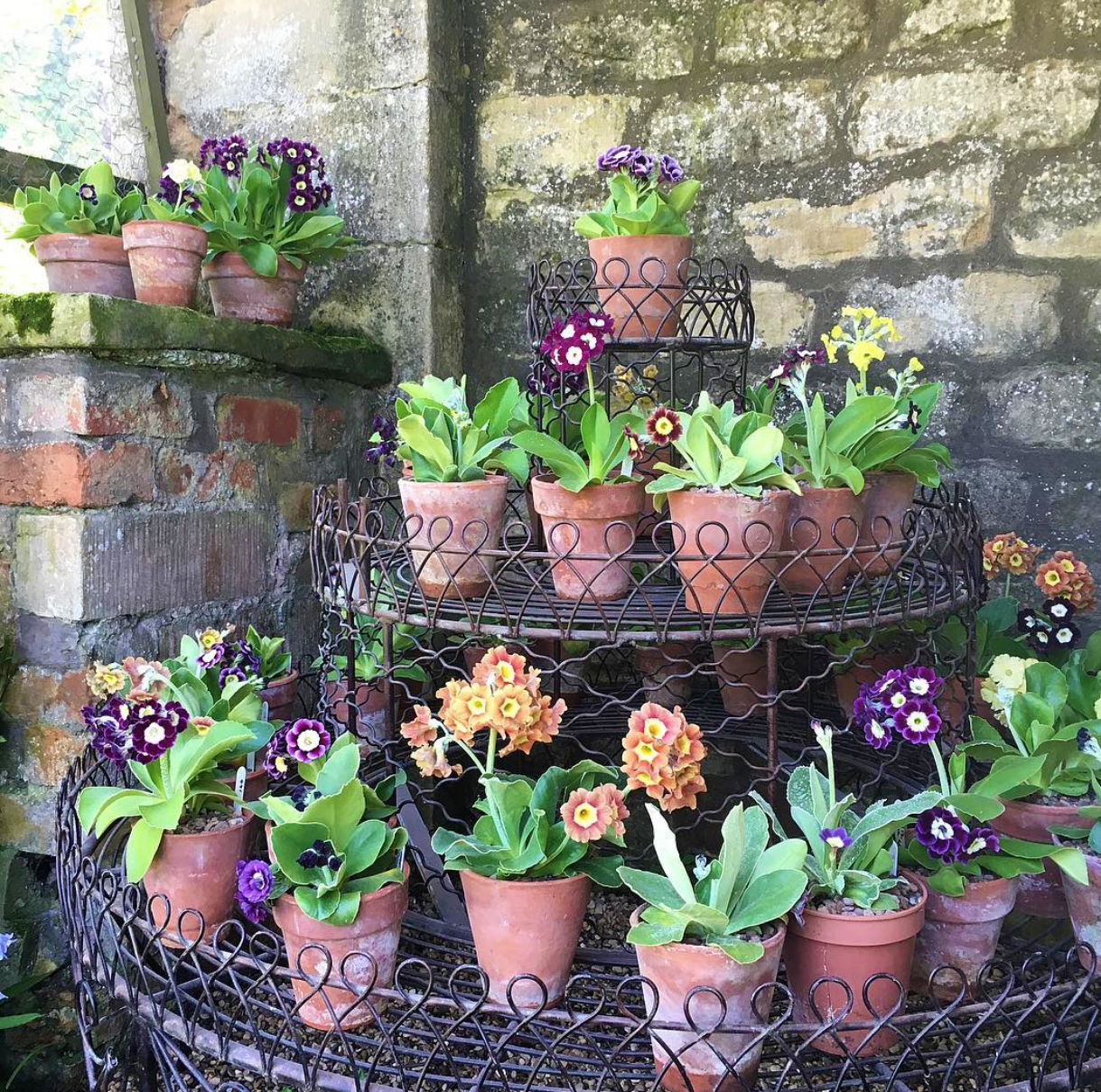 auricula theatre