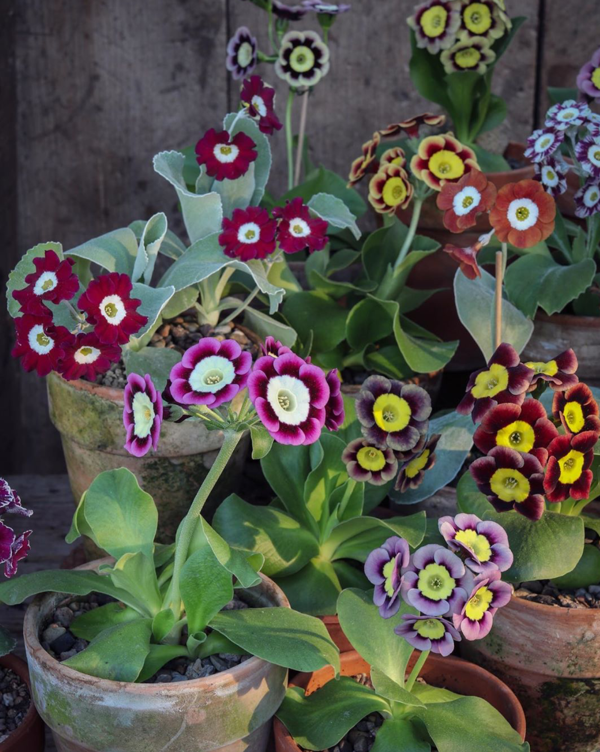 Auricula garden