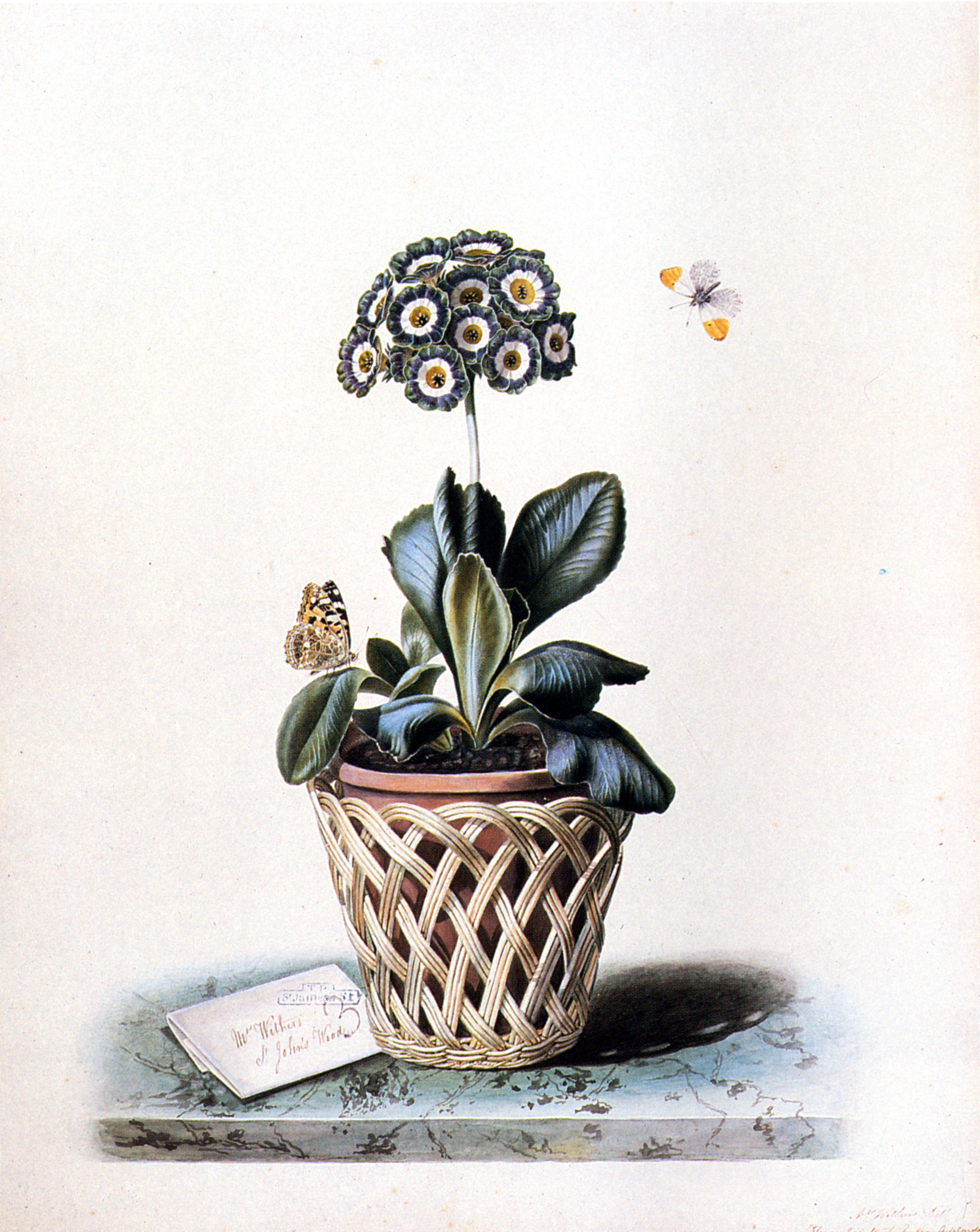 Augusta Innes Withers 1793-1864 An Auricula in a Pot