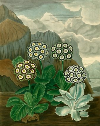 Coloured engraved plate depicting Auriculas from the 1820 publication 'The Beauties of Flora' by Samuel Curtis (1779-1860).