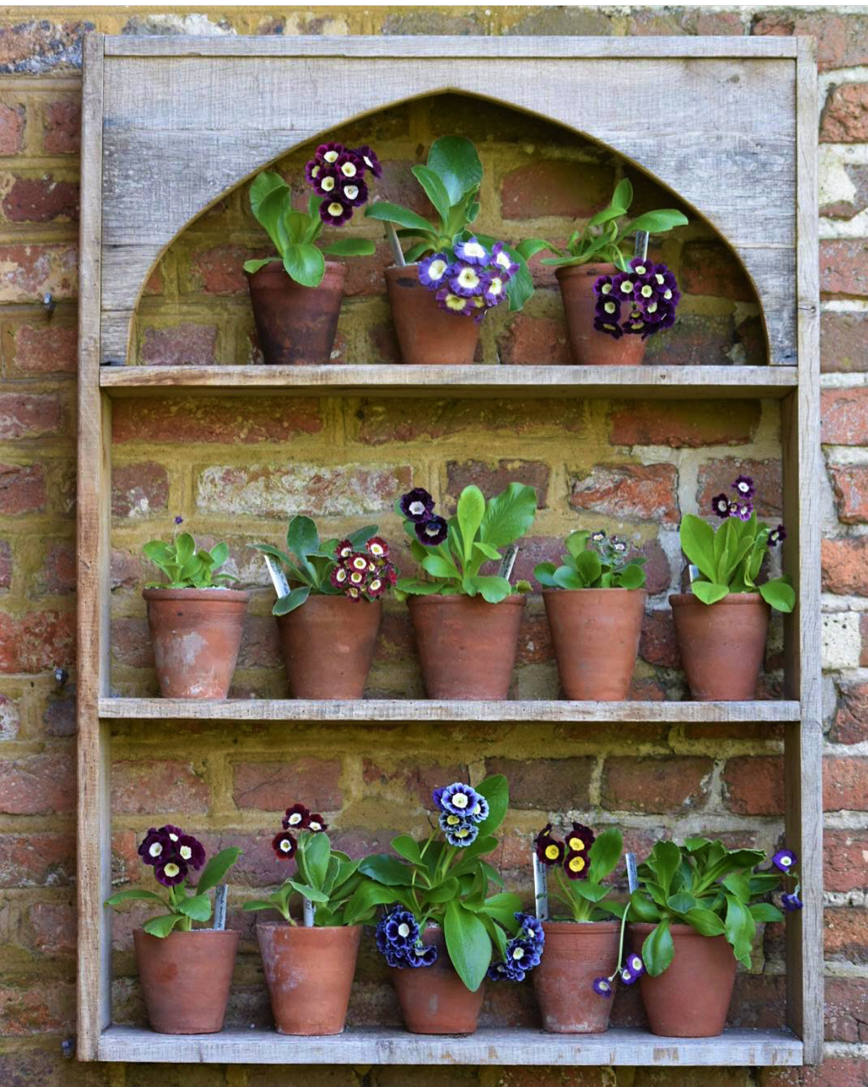 Auricula Theatre