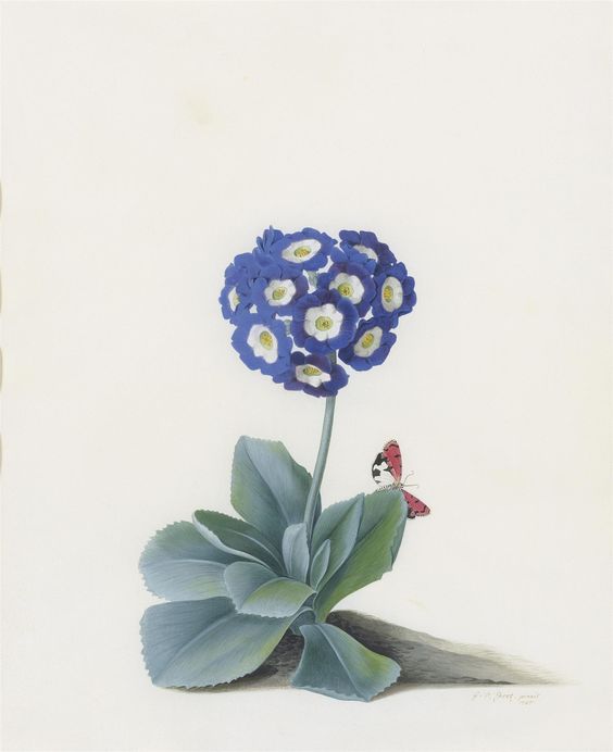 Georg Dionysius Ehret Auricula with butterfly