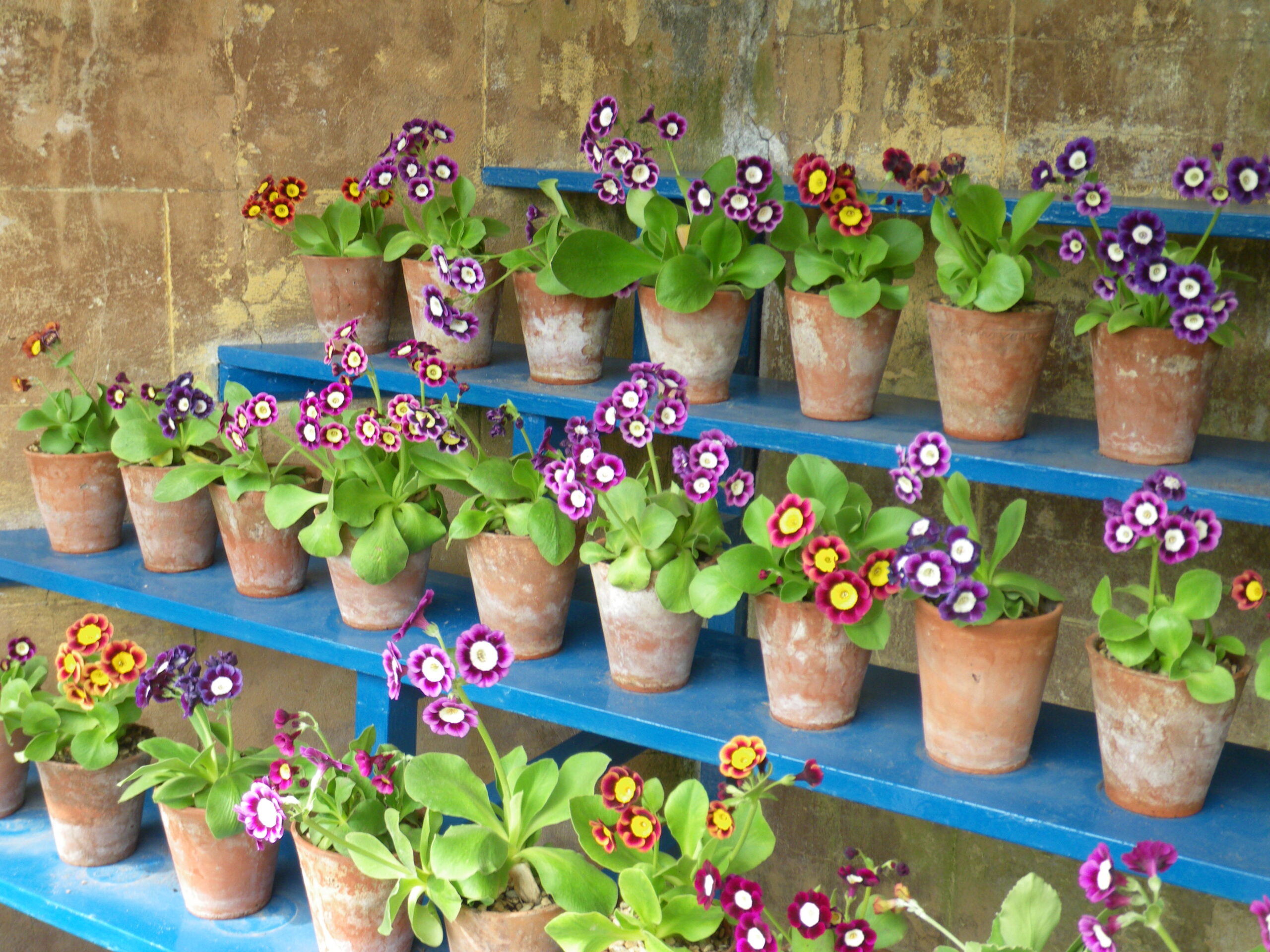  auricula theathre calke abbey