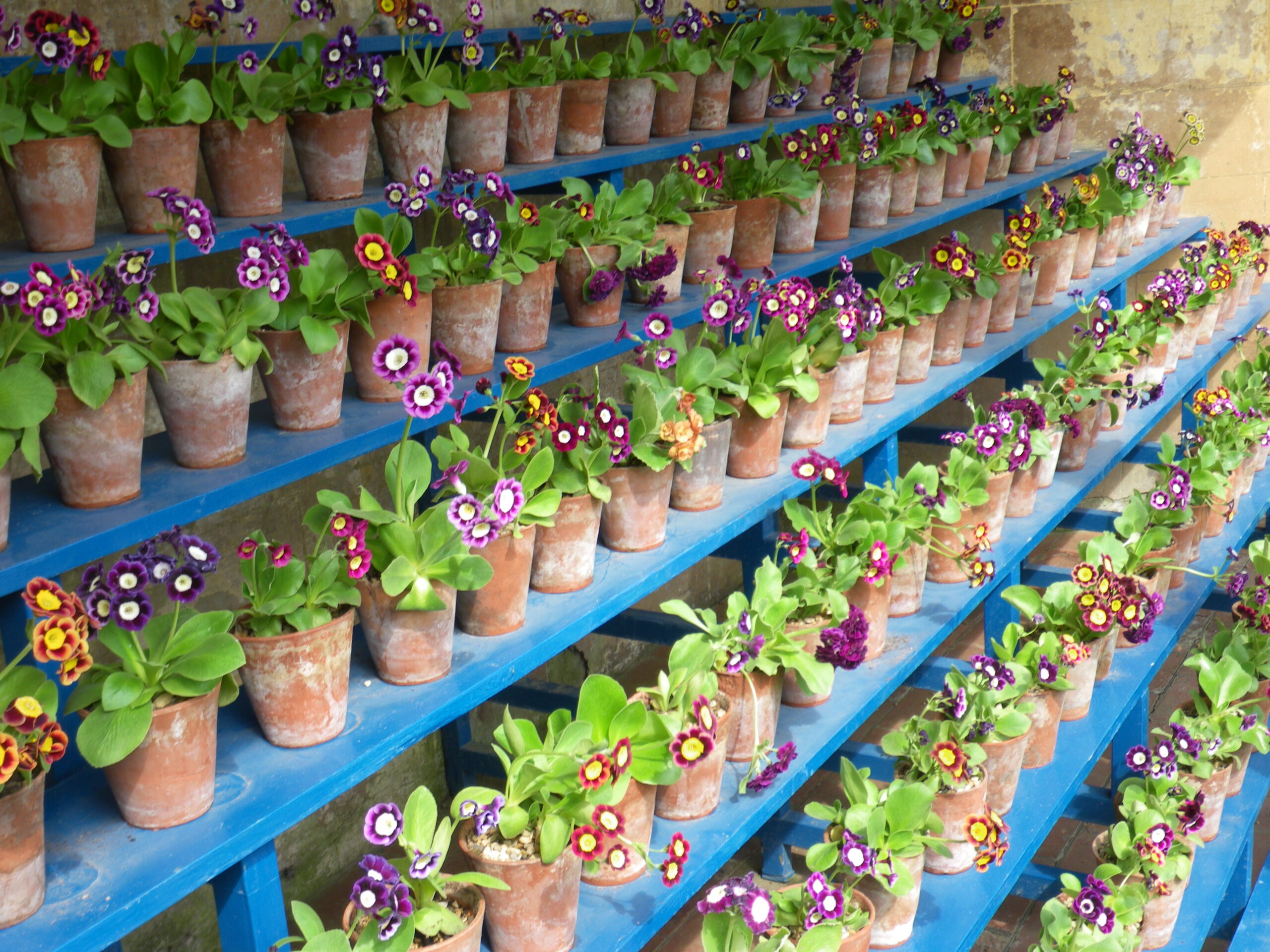  auricula theathre calke abbey