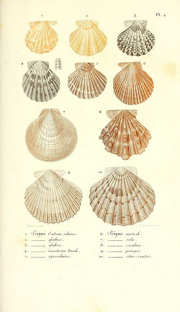 Lecons élémentaires sur l'histoire naturelle des animaux. Paris J.J. Dubochet, Le Chevalier et Ce, Éditeurs,1847